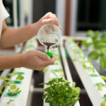 Jual Hidroponik Pipa PVC 40 Lubang dengan Atap Transparan DFT Sistem ...