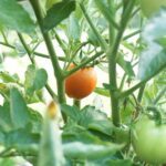 Cara Menanam Tomat Ceri Hidroponik agar Buahnya Lebat