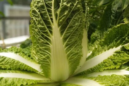 8 Tanaman hidroponik musim hujan, tahan air dan mudah dirawat