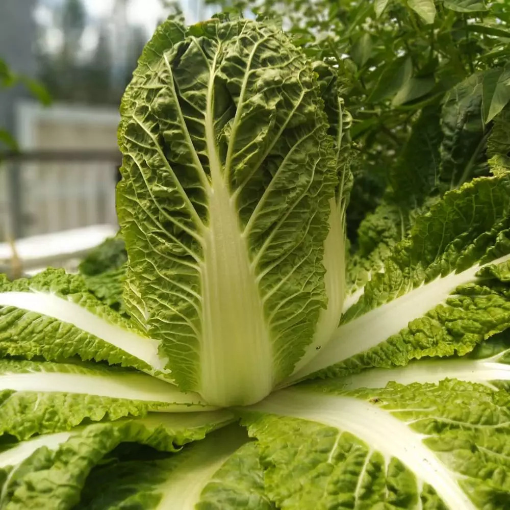 8 Tanaman hidroponik musim hujan, tahan air dan mudah dirawat 8 Tanaman hidroponik musim hujan, tahan air dan mudah dirawat