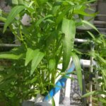 8 Tanaman hidroponik musim hujan, tahan air dan mudah dirawat