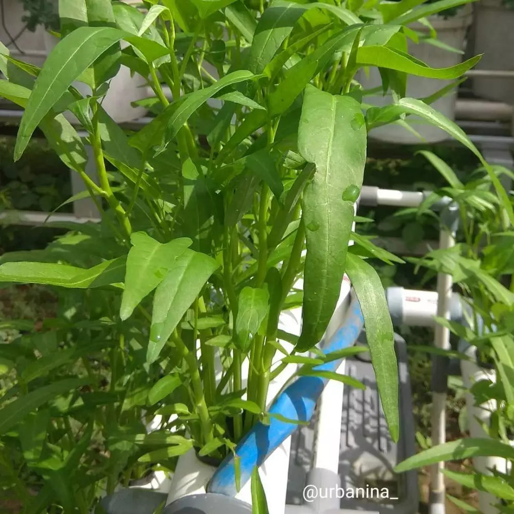 8 Tanaman hidroponik musim hujan, tahan air dan mudah dirawat