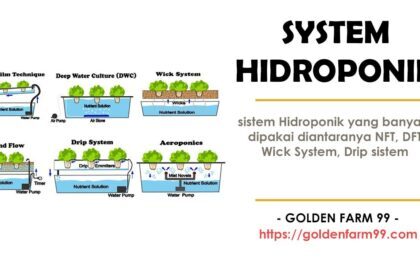 Kelebihan dan kekurangan menggunakan system hidroponik | by Golden Farm ...