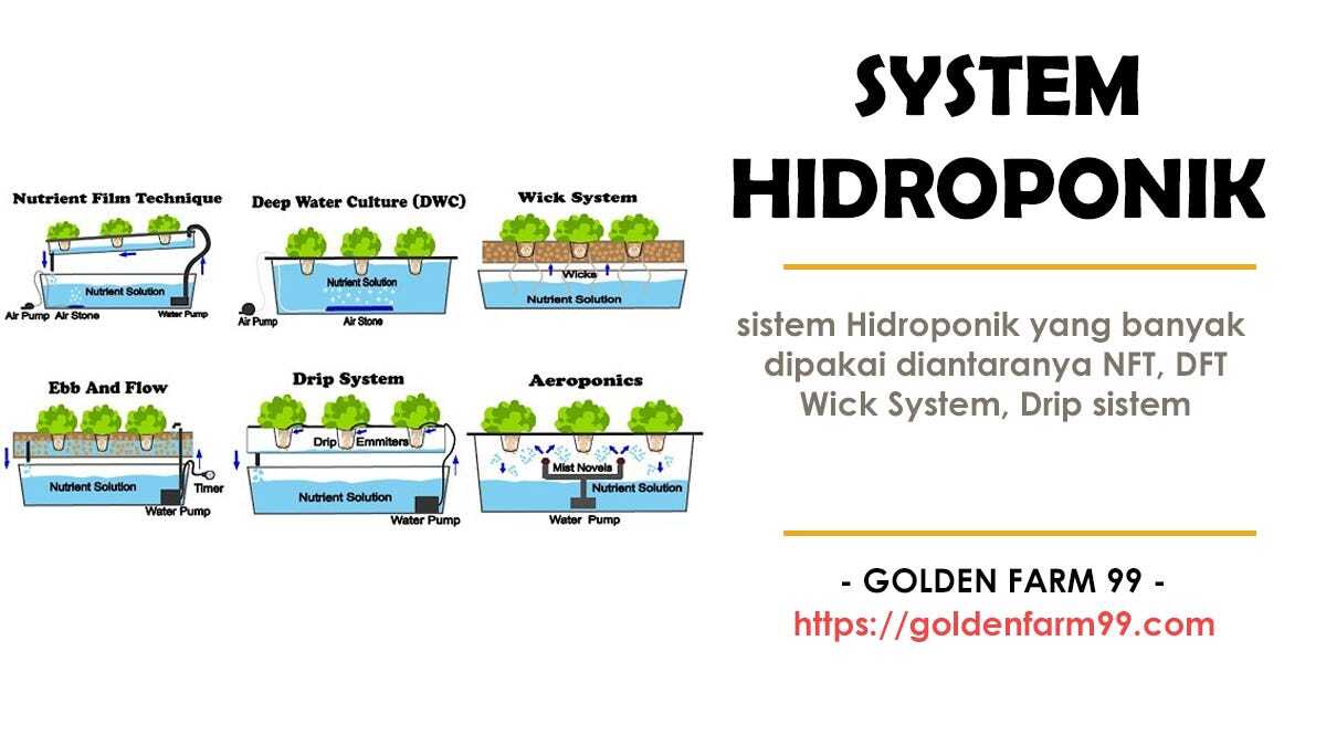 Kelebihan dan kekurangan menggunakan system hidroponik | by Golden Farm ... Kelebihan dan kekurangan menggunakan system hidroponik | by Golden Farm ...
