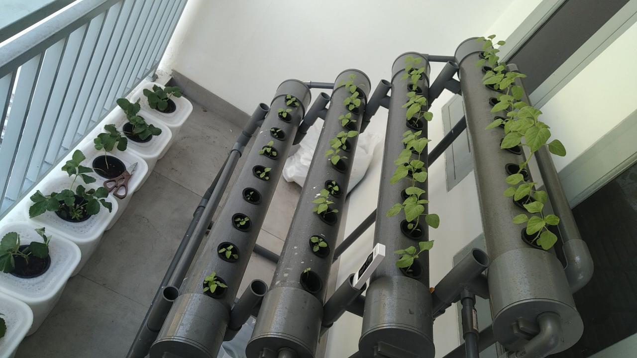 Hidroponik di balkon rumah