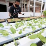 Panduan Berkebun Hidroponik di Rumah untuk Pemula