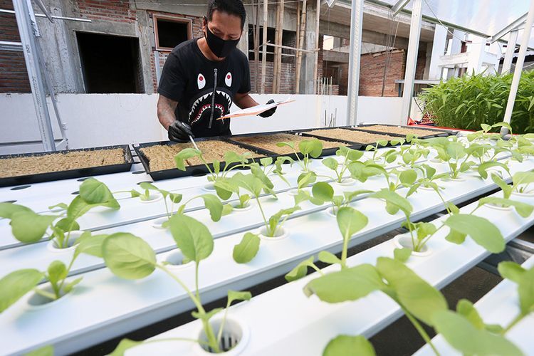 Panduan Berkebun Hidroponik di Rumah untuk Pemula