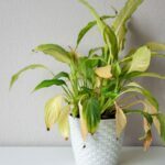 Tanaman Tiba-tiba Layu? Ini Penyebab dan Cara Mengatasinya