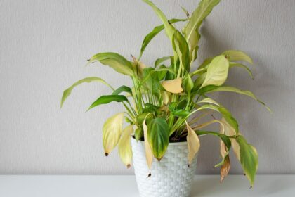 Tanaman Tiba-tiba Layu? Ini Penyebab dan Cara Mengatasinya