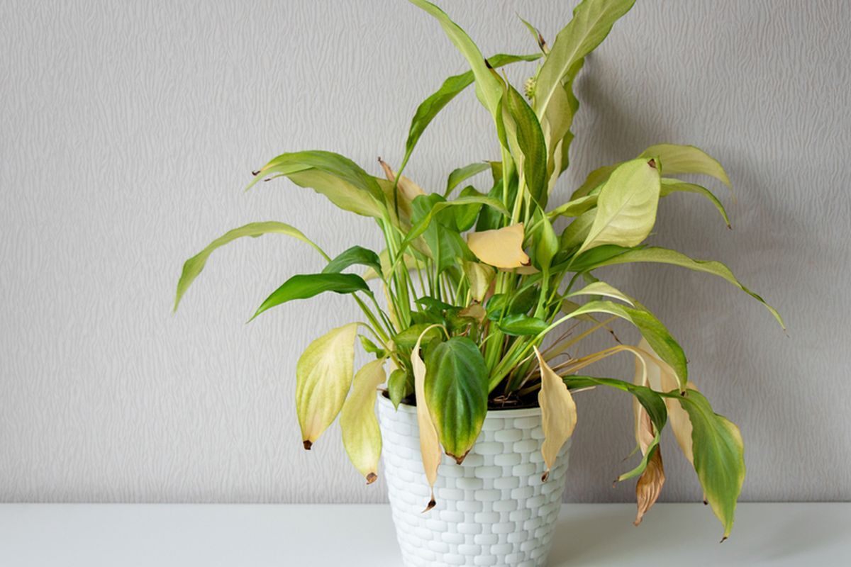 Tanaman Tiba-tiba Layu? Ini Penyebab dan Cara Mengatasinya