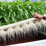 Cara Menanam Kangkung Hidroponik dengan Rockwool - Biotifor