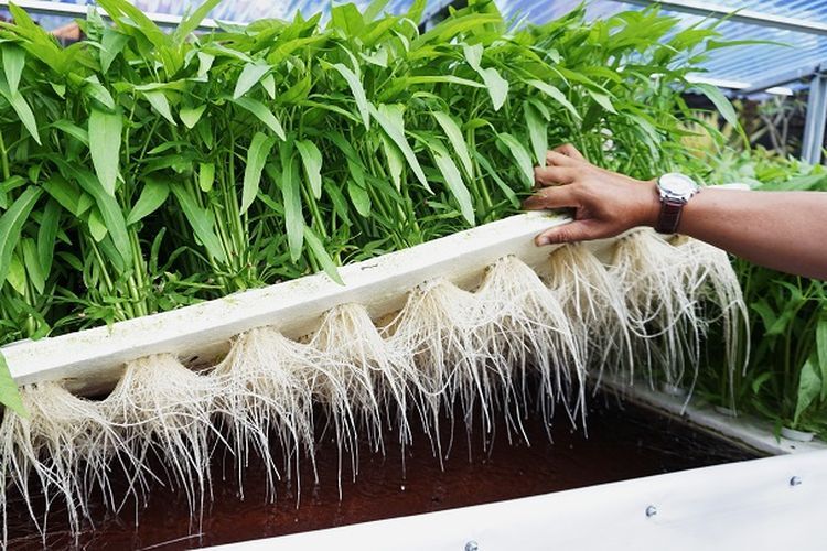 Cara Menanam Kangkung Hidroponik dengan Rockwool - Biotifor
