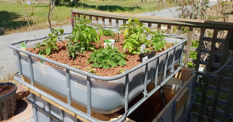 Apa itu Hidroponik? Sistem, Cara Kerja dan Manfaat yang Didapatkan