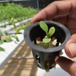 #14.Proses Pindah Tanam Sistem Hidroponik Indoor - YouTube