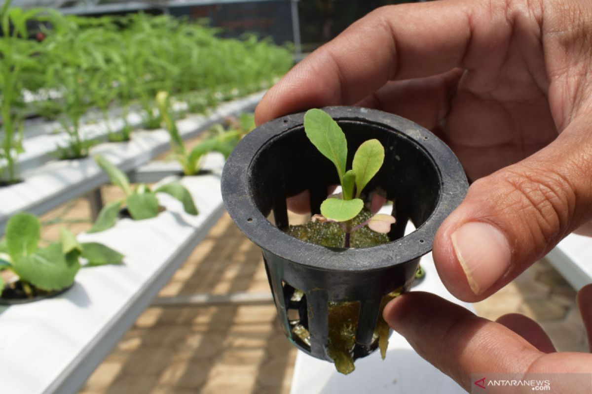 #14.Proses Pindah Tanam Sistem Hidroponik Indoor - YouTube