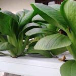 Cara Menanam Pakcoy Hidroponik agar Hasil Panen Melimpah | kumparan.com