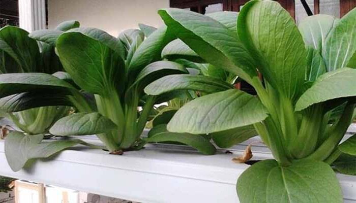 Cara Menanam Pakcoy Hidroponik agar Hasil Panen Melimpah | kumparan.com