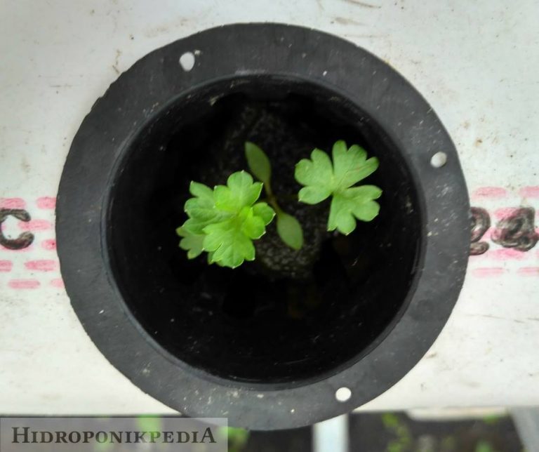 Cara Menanam Seledri Hidroponik Sederhana Dengan Bahan Yang Mudah ... Cara Menanam Seledri Hidroponik Sederhana Dengan Bahan Yang Mudah ...