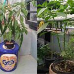 6 Cara Mudah dan Panduan Lengkap Menanam CABAI HIDROPONIK Sistem Sumbu