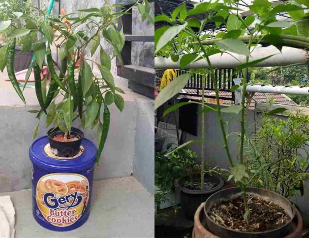 6 Cara Mudah dan Panduan Lengkap Menanam CABAI HIDROPONIK Sistem Sumbu