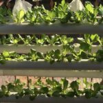 Kit-Sistem-Hidroponik-Dalam-Ruangan-Menara-Taman-Rumah-3-Lapisan-42 ...