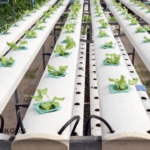 5 Masalah pada Tanaman Hidroponik yang Wajib Kamu Atasi