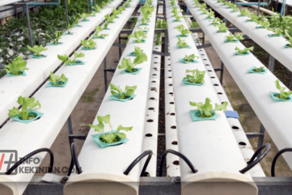 5 Masalah pada Tanaman Hidroponik yang Wajib Kamu Atasi