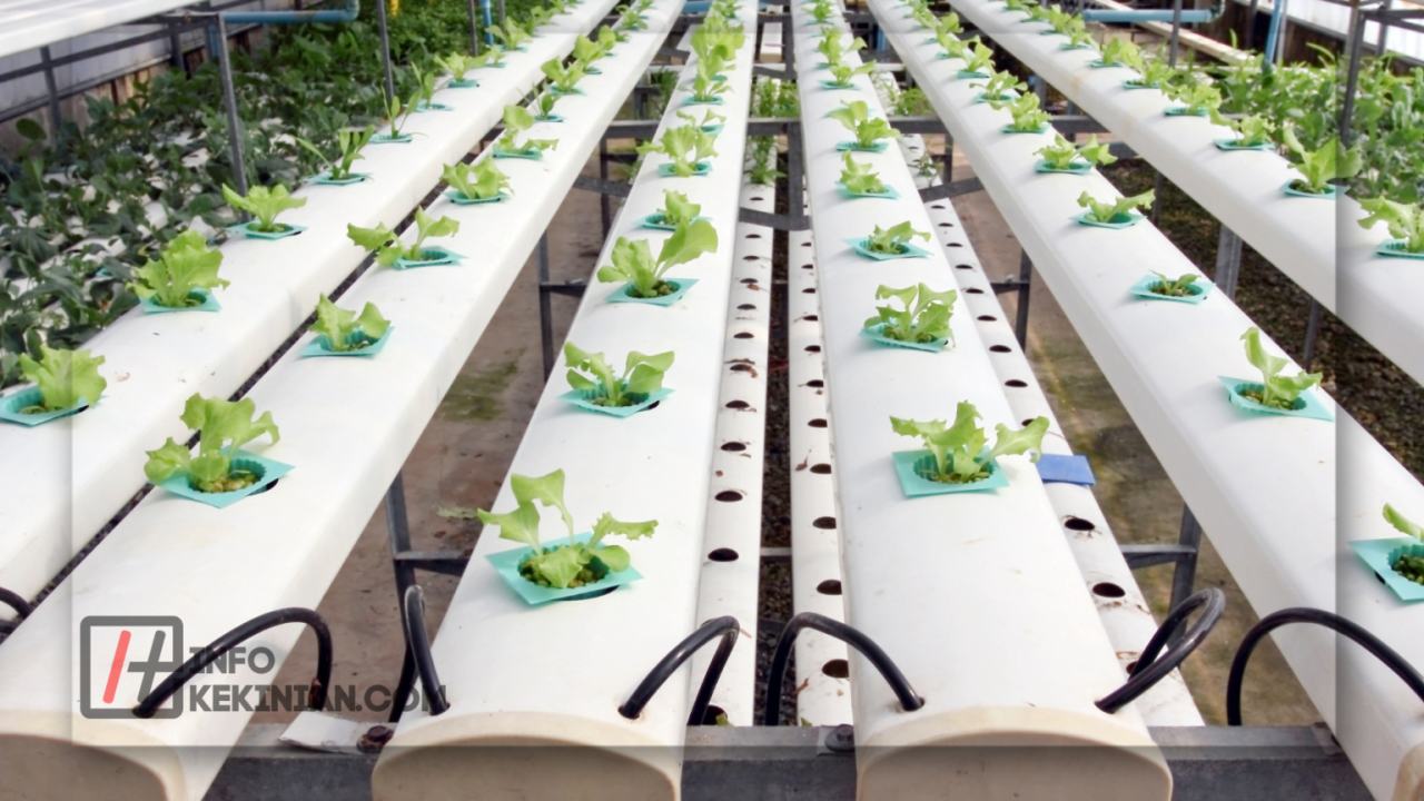 5 Masalah pada Tanaman Hidroponik yang Wajib Kamu Atasi 5 Masalah pada Tanaman Hidroponik yang Wajib Kamu Atasi