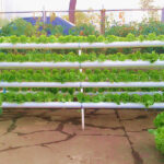 8 Cara Antigagal Menanam Sayur di Rumah dengan Lahan Sempit