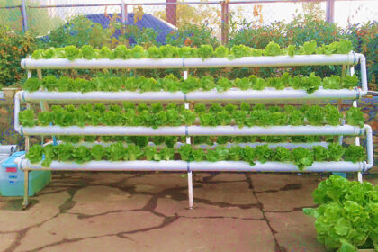 8 Cara Antigagal Menanam Sayur di Rumah dengan Lahan Sempit