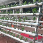 Mengenal Sistem Hidroponik dan Penerapannya - De Orchids