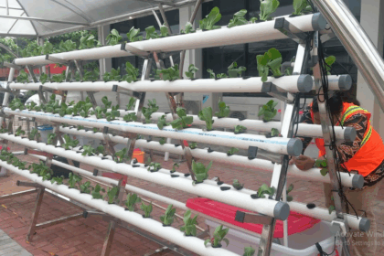 Mengenal Sistem Hidroponik dan Penerapannya - De Orchids