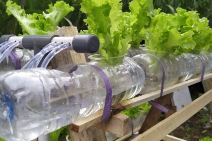 Cara Membuat Rak Hidroponik Dari Kayu Dan Botol Bekas Hidroponik - Riset