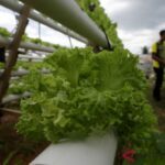 Inilah Cara Mudah Menanam Selada Menggunakan Sistem Hidroponik NFT ...