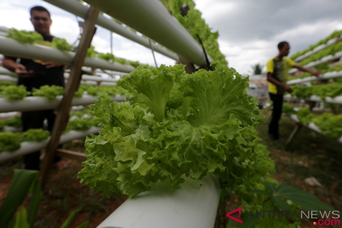 Inilah Cara Mudah Menanam Selada Menggunakan Sistem Hidroponik NFT ...