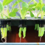 Cara Menanam Sayuran Hidroponik Dengan Botol Bekas AgarOptimal | Ternak ...