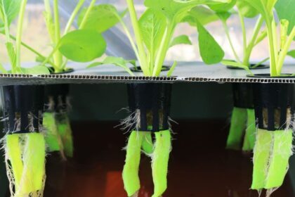 Cara Menanam Sayuran Hidroponik Dengan Botol Bekas AgarOptimal | Ternak ...