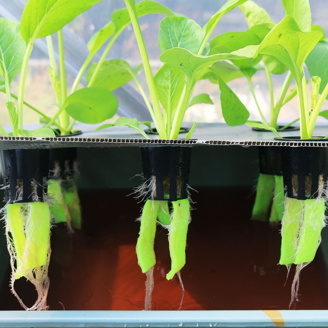 Cara Menanam Sayuran Hidroponik Dengan Botol Bekas AgarOptimal | Ternak ... Cara Menanam Sayuran Hidroponik Dengan Botol Bekas AgarOptimal | Ternak ...