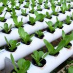 Rahasia Sukses Budidaya Hidroponik: Pilih Tandon Air yang Tepat - Pennyu