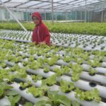 22 Ide Taman di Balkon Lantai 2 Rumah, Berdesain Sederhana tapi Cantik ...