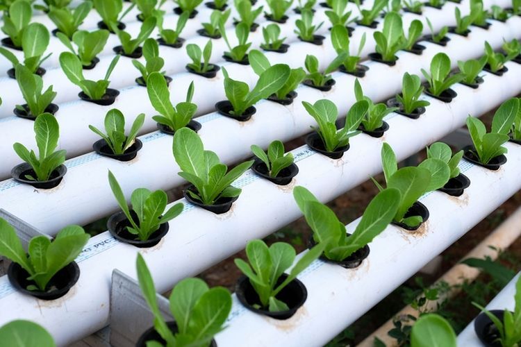 Rahasia Sukses Budidaya Hidroponik: Pilih Tandon Air yang Tepat - Pennyu