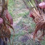 Layu pada Cabai, Tomat dan Terong - Bag. 2 (Fusarium)