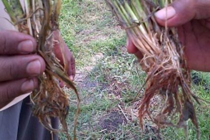 Layu pada Cabai, Tomat dan Terong - Bag. 2 (Fusarium)