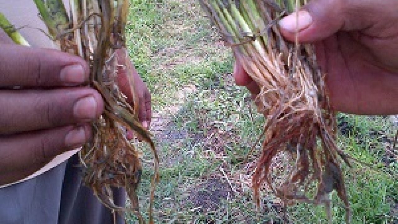Layu pada Cabai, Tomat dan Terong - Bag. 2 (Fusarium)