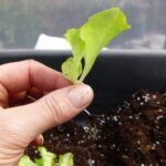 Panduan Cara Menanam Selada Dari Biji Untuk Pemula