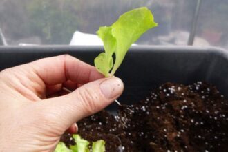 Panduan Cara Menanam Selada Dari Biji Untuk Pemula
