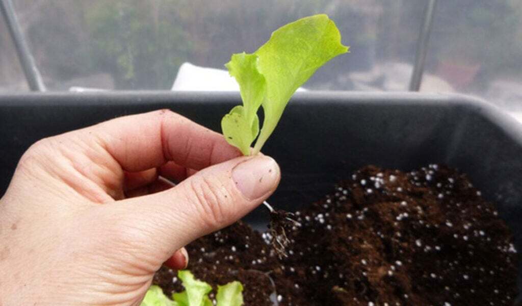 Panduan Cara Menanam Selada Dari Biji Untuk Pemula