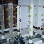 Pengertian, Teknik, dan Tips Hidroponik Vertikultur | Bibit Online