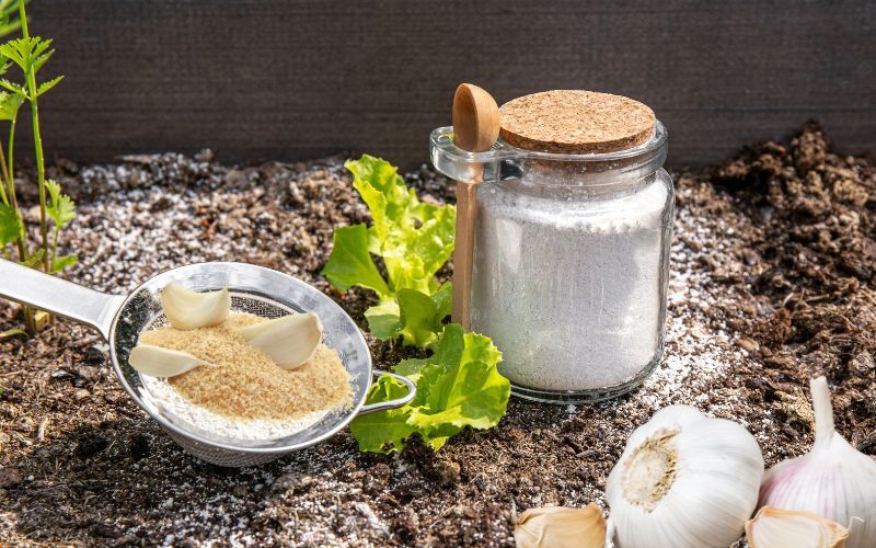 Tutorial Membuat Pestisida Alami Sendiri di Rumah Menggunakan Bahan ...