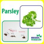 Tanaman yang Cocok untuk Hidroponik